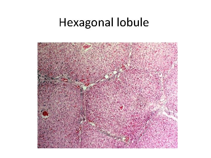 Hexagonal lobule 