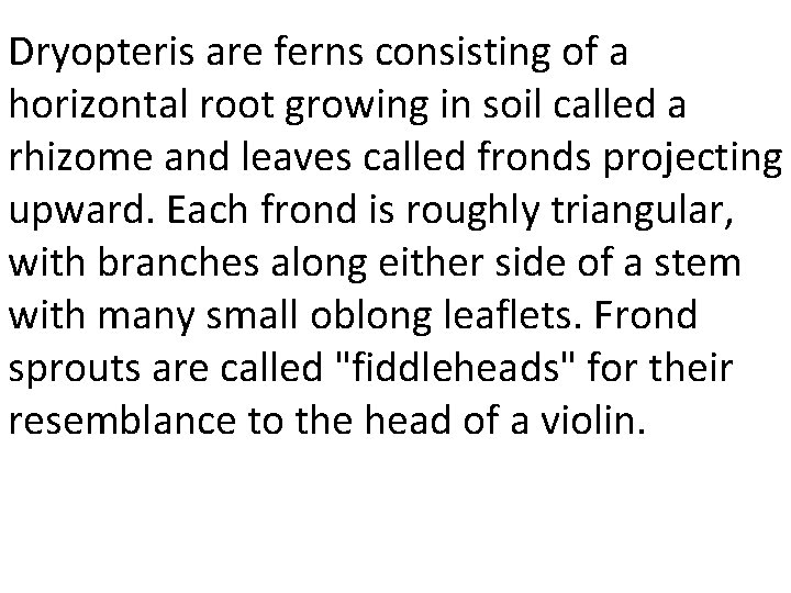 Dryopteris are ferns consisting of a horizontal root growing in soil called a rhizome