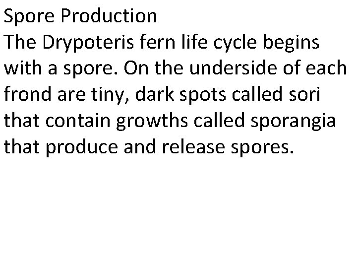 Spore Production The Drypoteris fern life cycle begins with a spore. On the underside