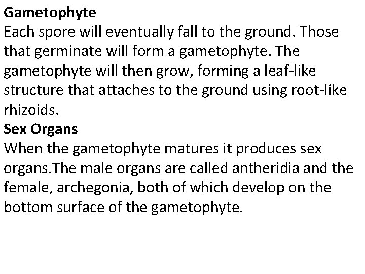 Gametophyte Each spore will eventually fall to the ground. Those that germinate will form