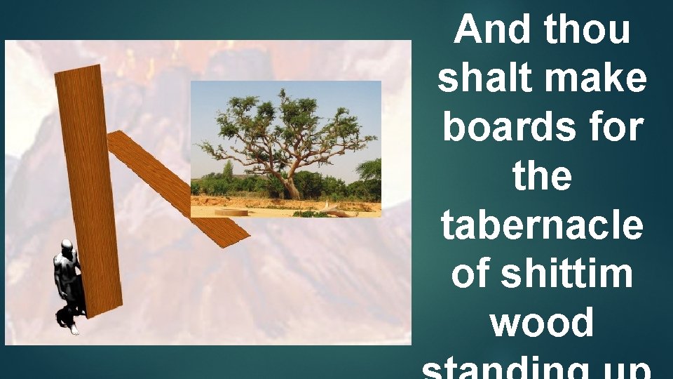 And thou shalt make boards for the tabernacle of shittim wood 