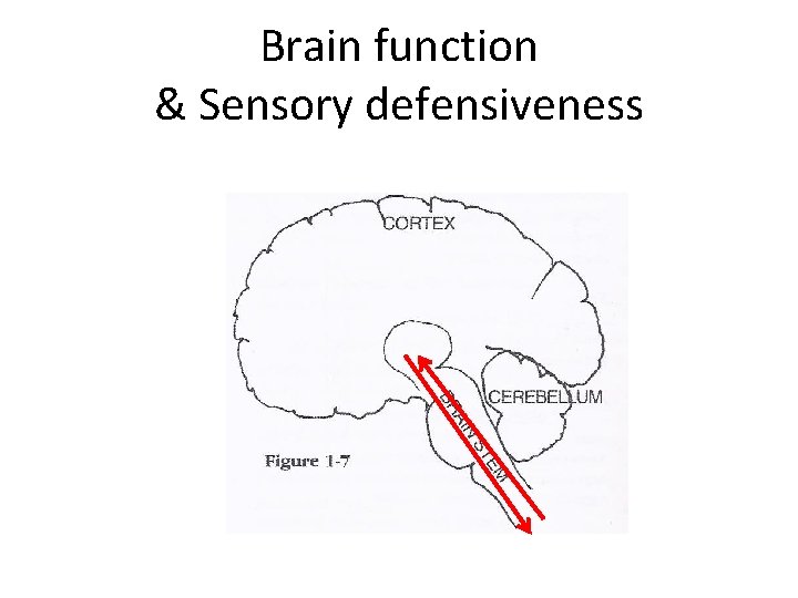Brain function & Sensory defensiveness 