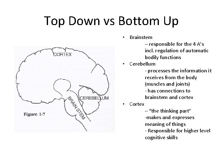 Top Down vs Bottom Up • Brainstem – responsible for the 4 A’s incl.