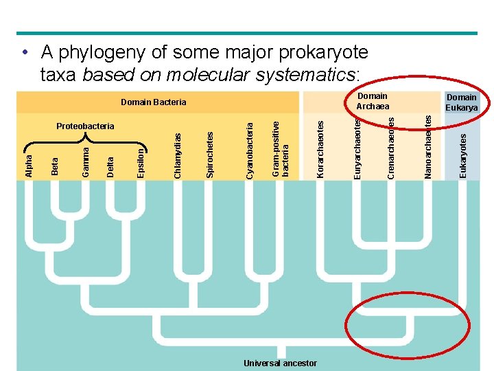Unit 5 Review The Evolutionary History of Biological