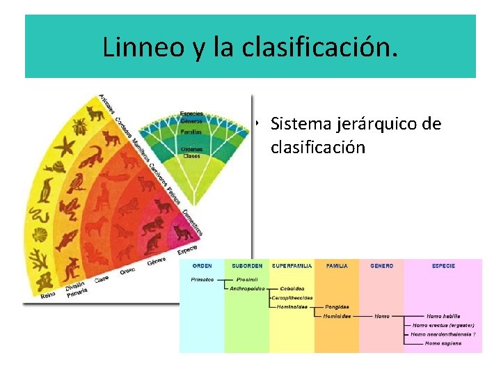 Linneo y la clasificación. • Sistema jerárquico de clasificación 