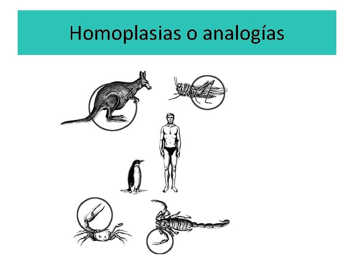 Homoplasias o analogías 