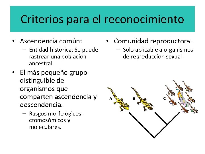 Criterios para el reconocimiento • Ascendencia común: – Entidad histórica. Se puede rastrear una