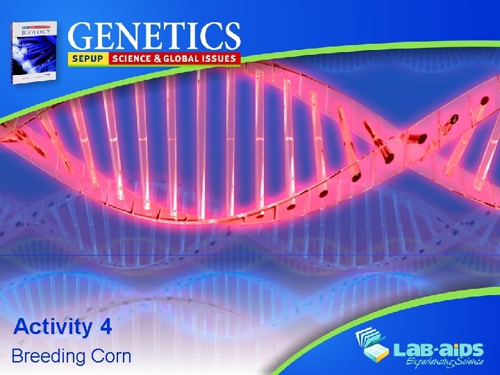 Activity 4 Breeding Corn 