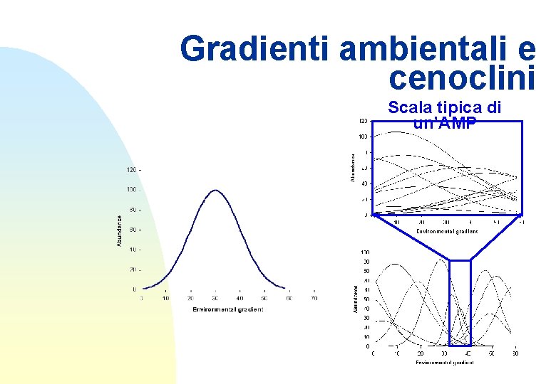 Gradienti ambientali e cenoclini Scala tipica di un’AMP 