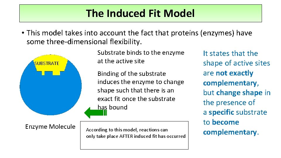 The Induced Fit Model • This model takes into account the fact that proteins