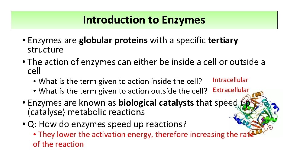 Introduction to Enzymes • Enzymes are globular proteins with a specific tertiary structure •