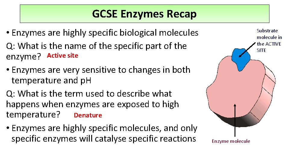 GCSE Enzymes Recap • Enzymes are highly specific biological molecules Q: What is the