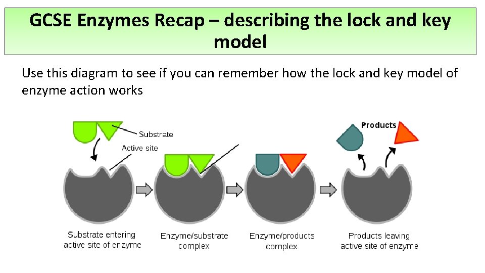 GCSE Enzymes Recap – describing the lock and key model Use this diagram to