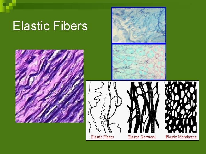 Elastic Fibers 