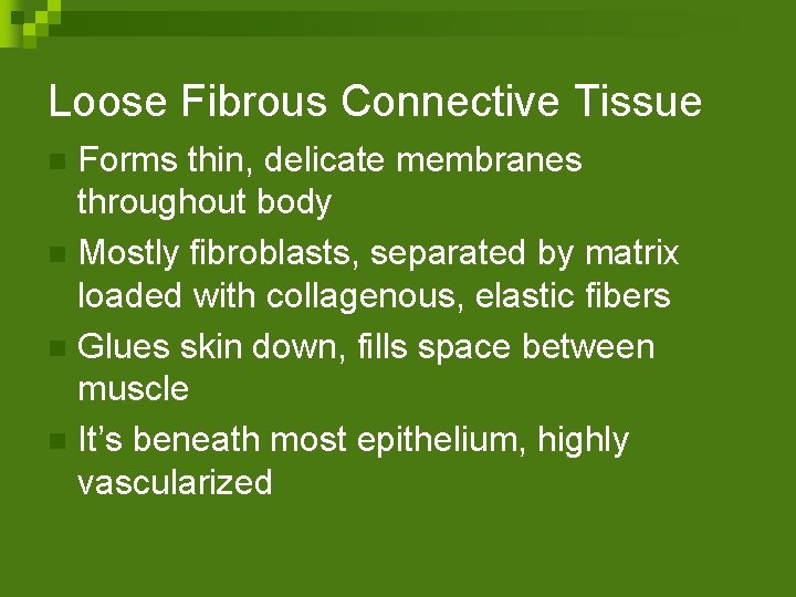 Loose Fibrous Connective Tissue Forms thin, delicate membranes throughout body n Mostly fibroblasts, separated