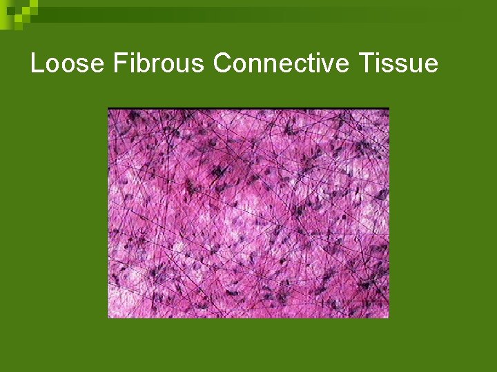 Loose Fibrous Connective Tissue 