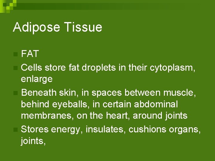 Adipose Tissue FAT n Cells store fat droplets in their cytoplasm, enlarge n Beneath