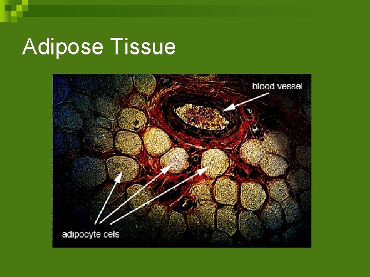 Adipose Tissue 