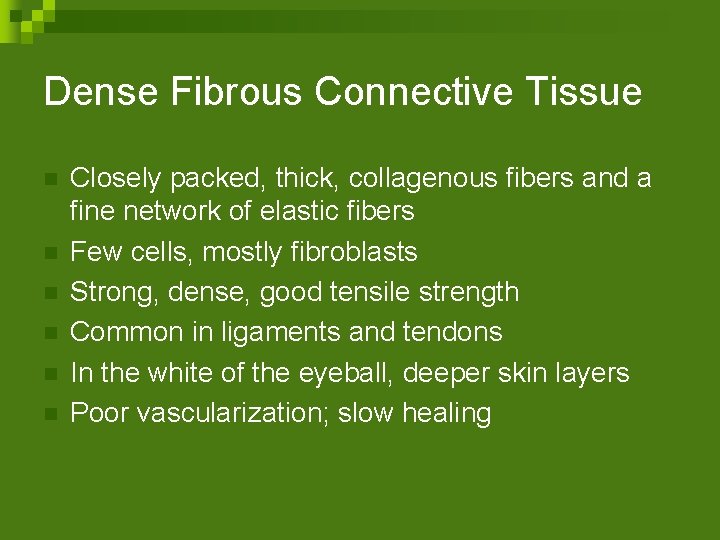 Dense Fibrous Connective Tissue n n n Closely packed, thick, collagenous fibers and a