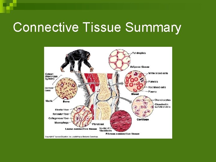 Connective Tissue Summary 