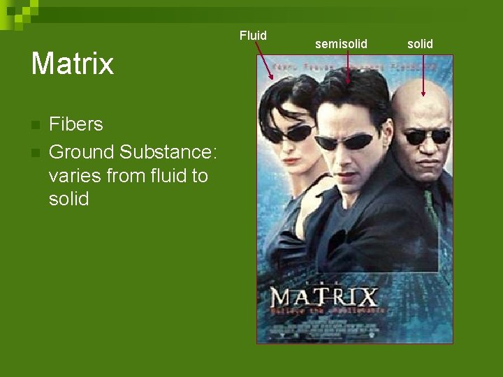 Fluid semisolid Matrix n n Fibers Ground Substance: varies from fluid to solid n