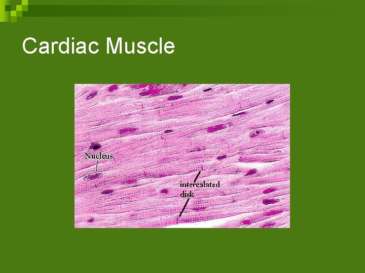 Cardiac Muscle 