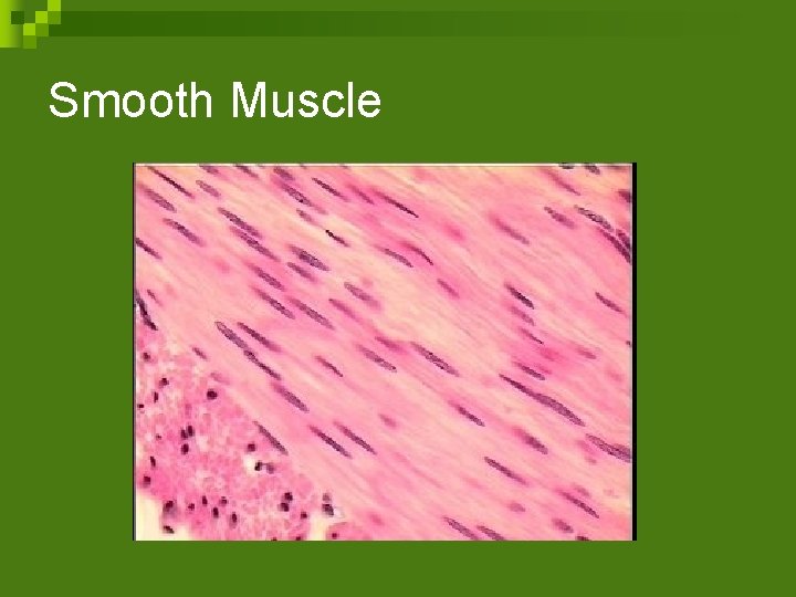 Smooth Muscle 