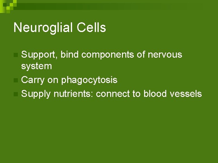 Neuroglial Cells Support, bind components of nervous system n Carry on phagocytosis n Supply