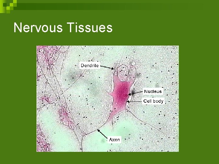 Nervous Tissues 