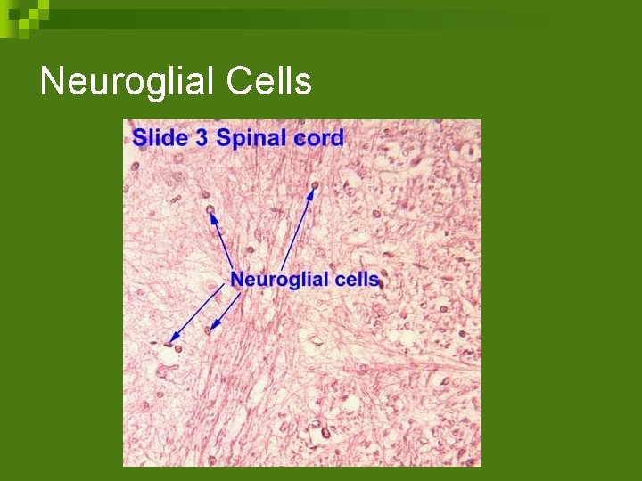 Neuroglial Cells 