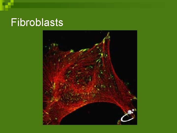 Fibroblasts 