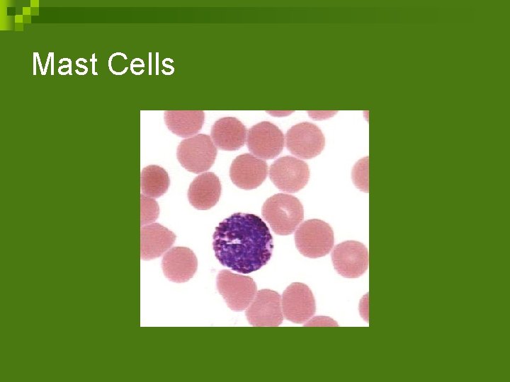 Mast Cells 