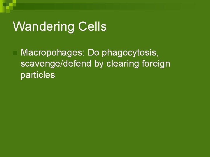 Wandering Cells n Macropohages: Do phagocytosis, scavenge/defend by clearing foreign particles 