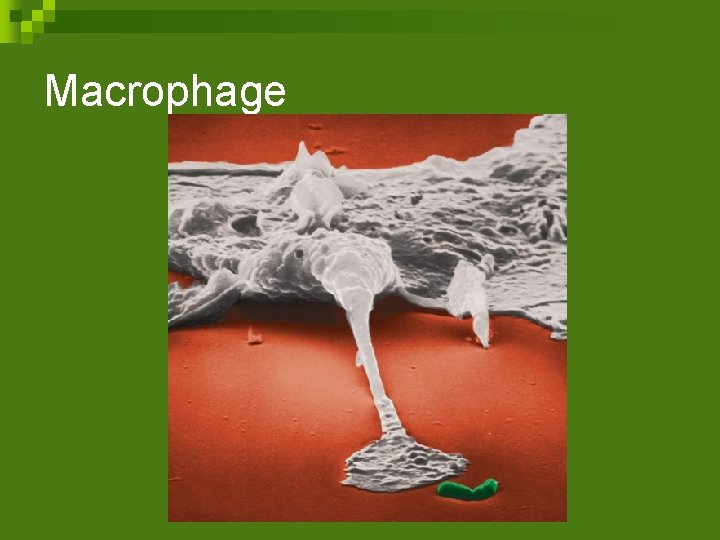 Macrophage 