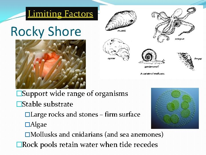 Limiting Factors Rocky Shore �Support wide range of organisms �Stable substrate �Large rocks and