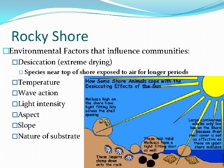 Rocky Shore �Environmental Factors that influence communities: �Desiccation (extreme drying) � Species near top