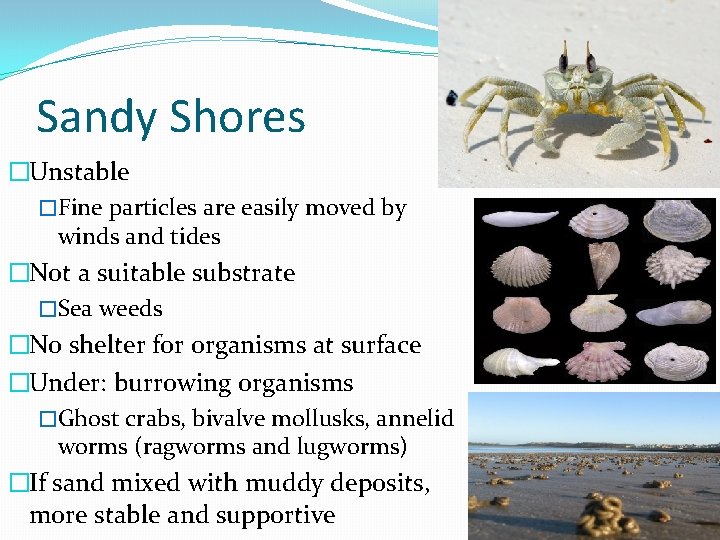 Sandy Shores �Unstable �Fine particles are easily moved by winds and tides �Not a