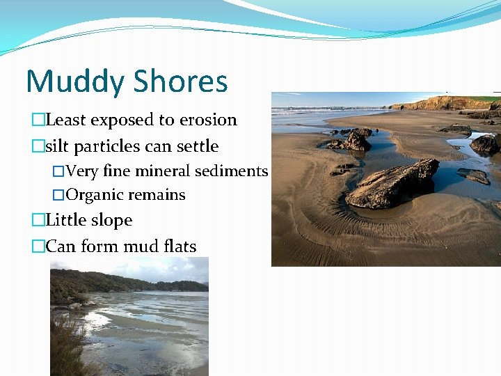 Muddy Shores �Least exposed to erosion �silt particles can settle �Very fine mineral sediments