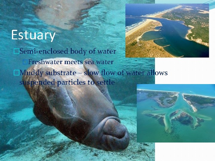 Estuary �Semi-enclosed body of water �Freshwater meets sea water �Muddy substrate – slow flow