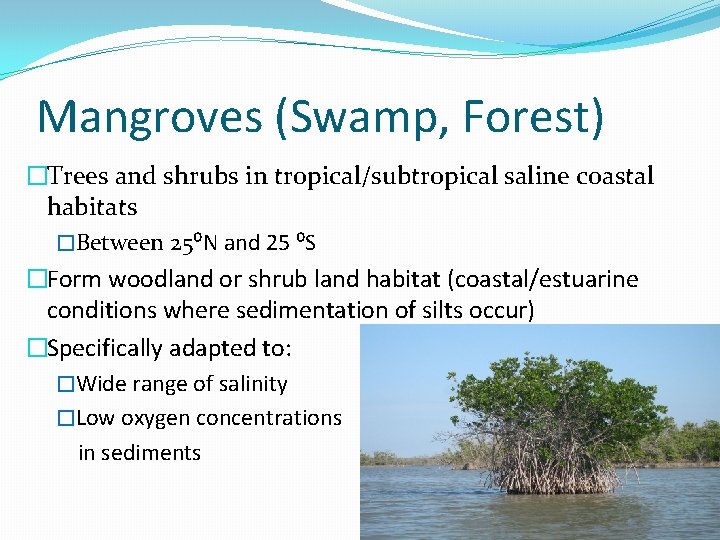 Mangroves (Swamp, Forest) �Trees and shrubs in tropical/subtropical saline coastal habitats �Between 25⁰N and