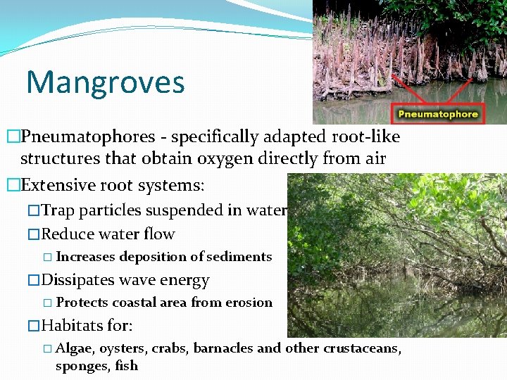 Mangroves �Pneumatophores - specifically adapted root-like structures that obtain oxygen directly from air �Extensive