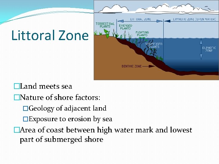 Littoral Zone �Land meets sea �Nature of shore factors: �Geology of adjacent land �Exposure