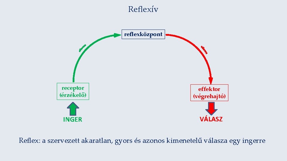 Reflexív reflexközpont receptor (érzékelő) effektor (végrehajtó) INGER VÁLASZ Reflex: a szervezett akaratlan, gyors és