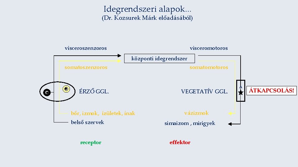 Idegrendszeri alapok. . . (Dr. Kozsurek Márk előadásából) visceroszenzoros visceromotoros központi idegrendszer somatomotoros ÉRZŐ