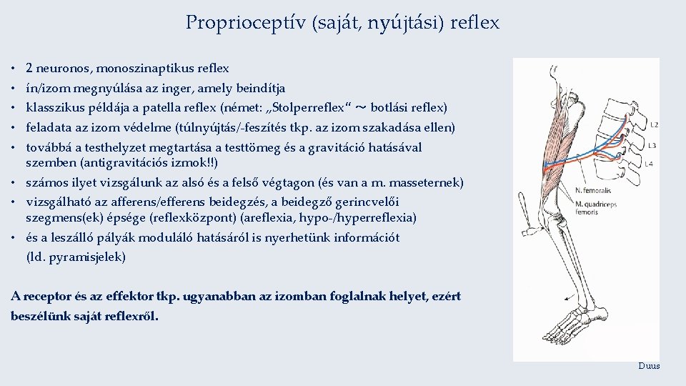 Proprioceptív (saját, nyújtási) reflex • • • 2 neuronos, monoszinaptikus reflex ín/izom megnyúlása az