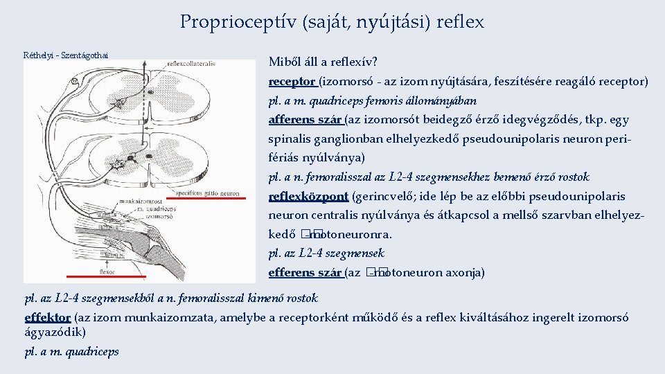 Proprioceptív (saját, nyújtási) reflex Réthelyi - Szentágothai Miből áll a reflexív? receptor (izomorsó -