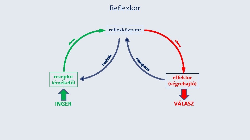 Reflexkör reflexközpont receptor (érzékelő) effektor (végrehajtó) INGER VÁLASZ 