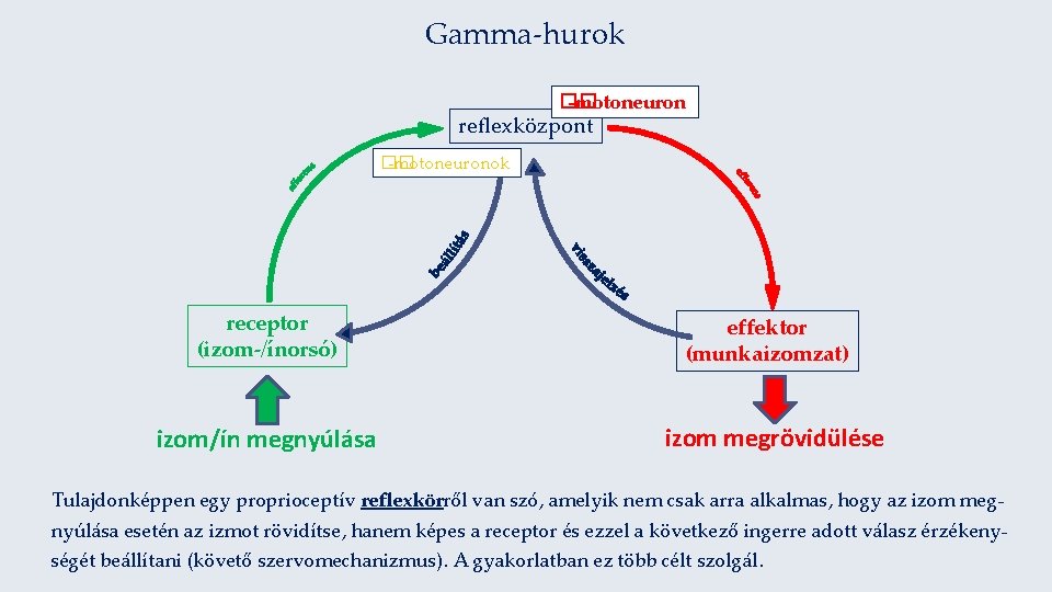 Gamma-hurok �� -motoneuron reflexközpont �� -motoneuronok receptor (izom-/ínorsó) izom/ín megnyúlása effektor (munkaizomzat) izom megrövidülése