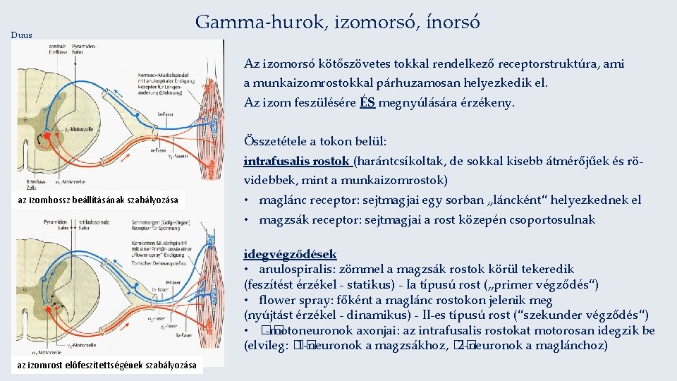 Duus Gamma-hurok, izomorsó, ínorsó Az izomorsó kötőszövetes tokkal rendelkező receptorstruktúra, ami a munkaizomrostokkal párhuzamosan