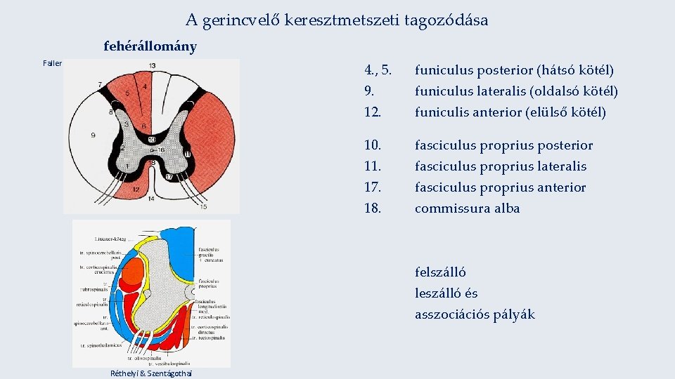 A gerincvelő keresztmetszeti tagozódása fehérállomány Faller 4. , 5. 9. 12. funiculus posterior (hátsó